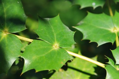 Mahonia bealii - mahónie Bealeova - jarní větévka (2)